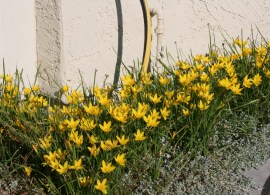 zephranthes-yellow-4 (1)